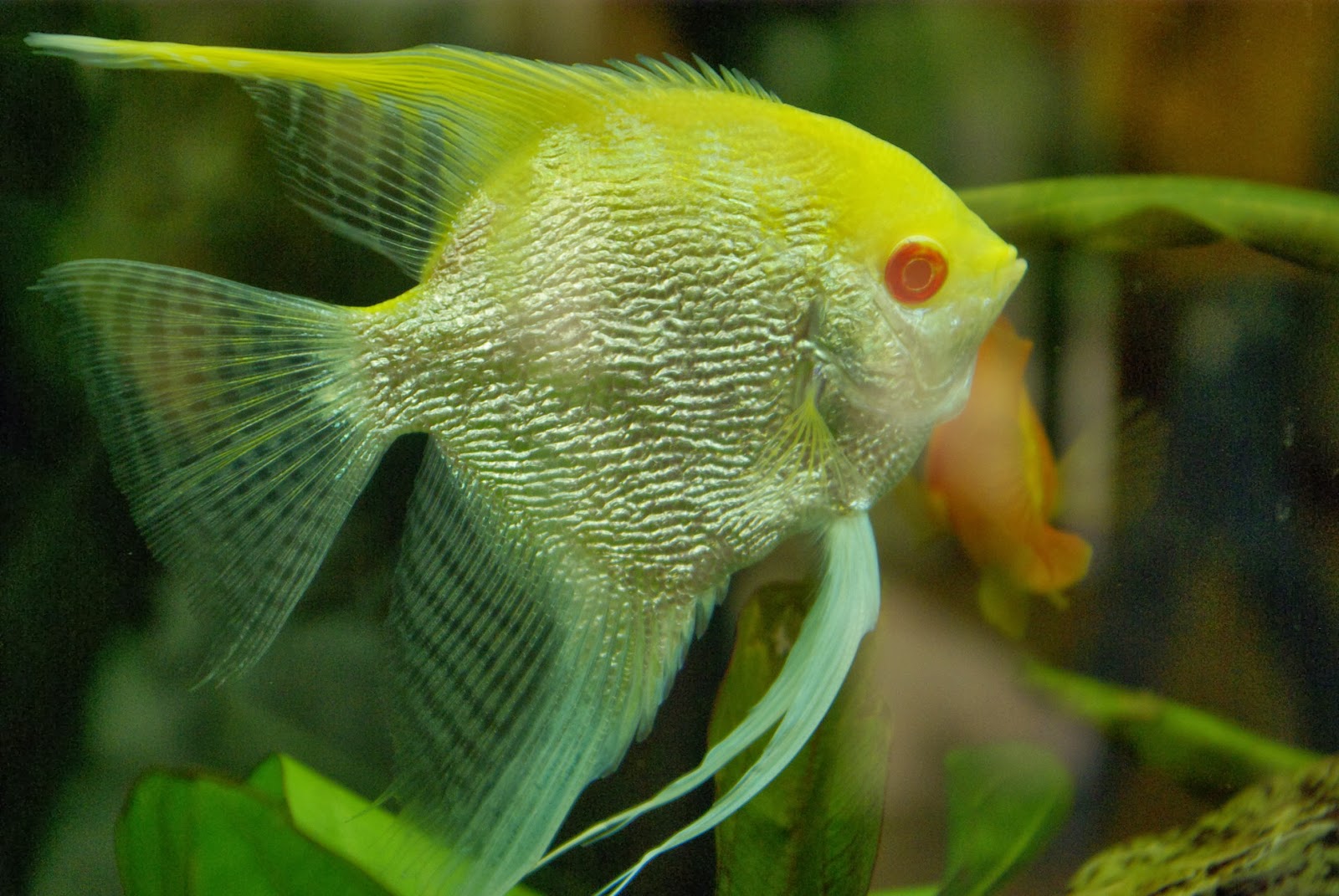 PEIXES E AQUÁRIOS: Acará Bandeira
