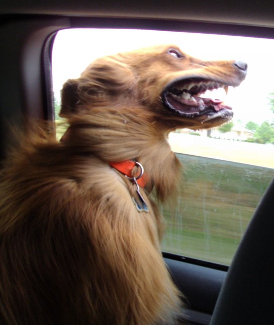 The Shocking Car Dogs Are Changing Forever