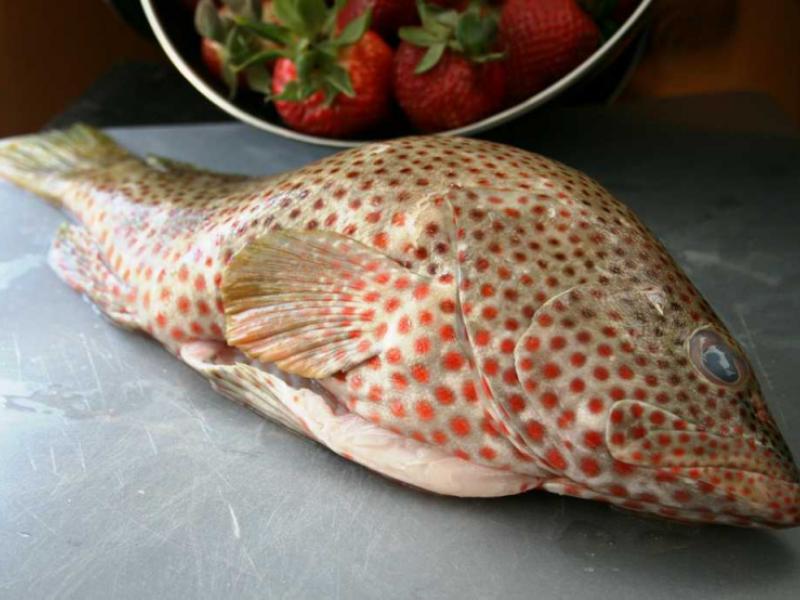 Grouper Fillet Supplier, Grouper Fish Manufacturers, Frozen Grouper