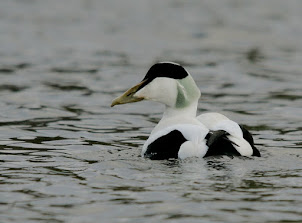 Common Eider (2011)