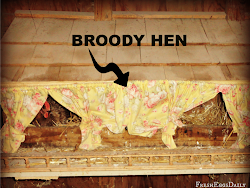 curtains box nesting chicken frivolous seem broody pulled yup privacy actually closed