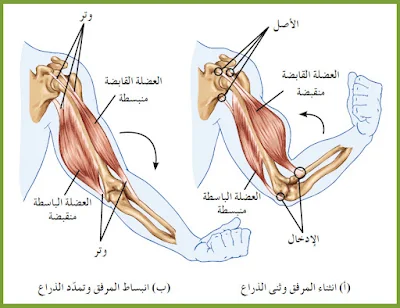 الحركات والعضلات، وحركة العضلات