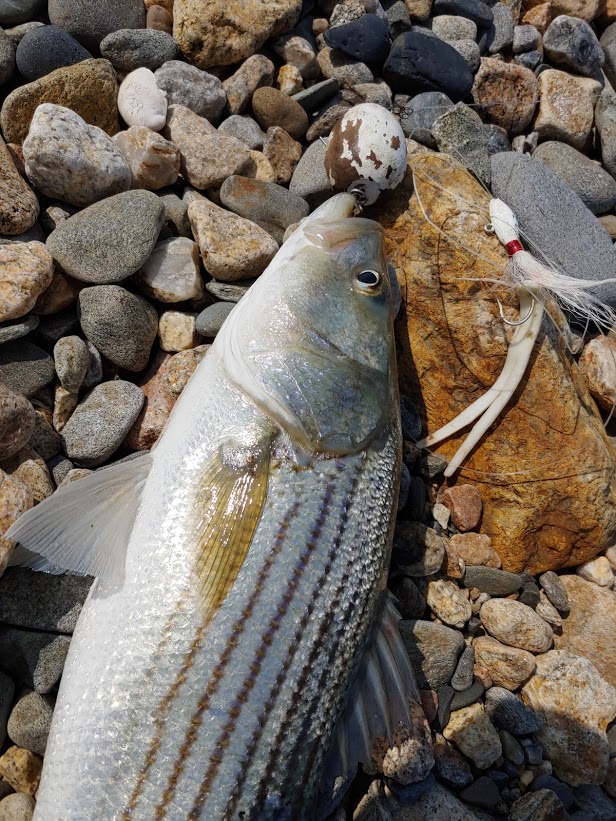 Rhode Island Striped Bass Big Waves Calm Down, Striper Fishing Perks Up