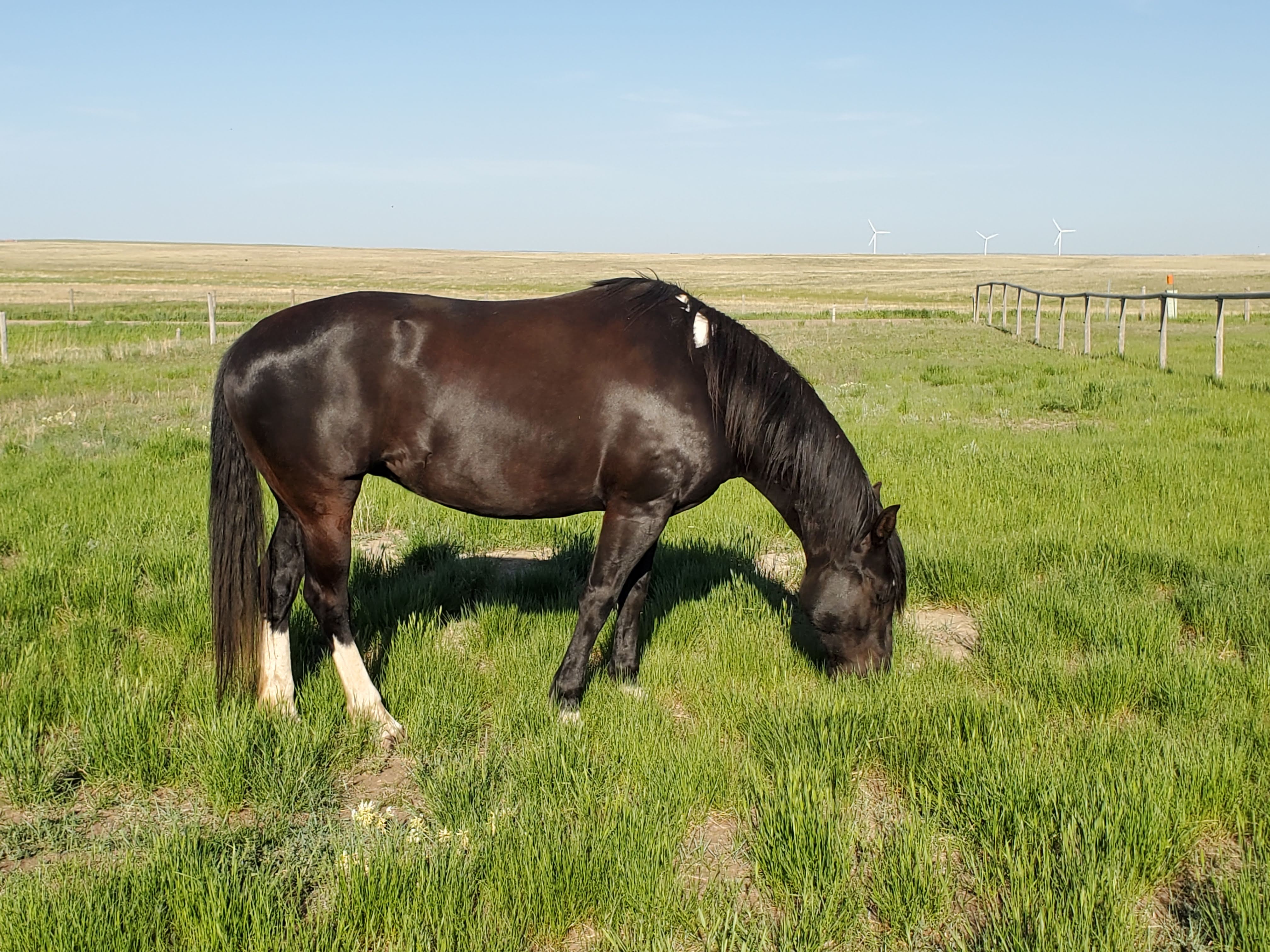 Autonomous Dressage Platinum Performance for Everyone!