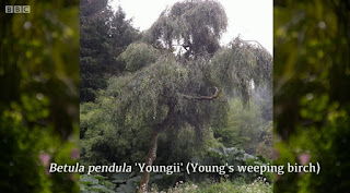 Young's Weeping Birch