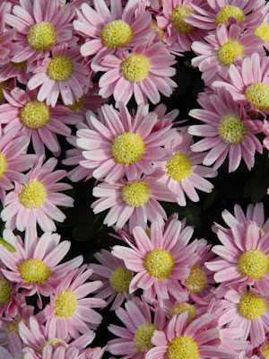 Pink single mums at the Allan Gardens Conservatory 2015 Chrysanthemum Show by garden muses-not another Toronto gardening blog