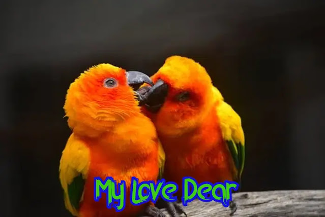 Beautiful Love Birds Images Free Download Beautiful Love Birds Images Free Download