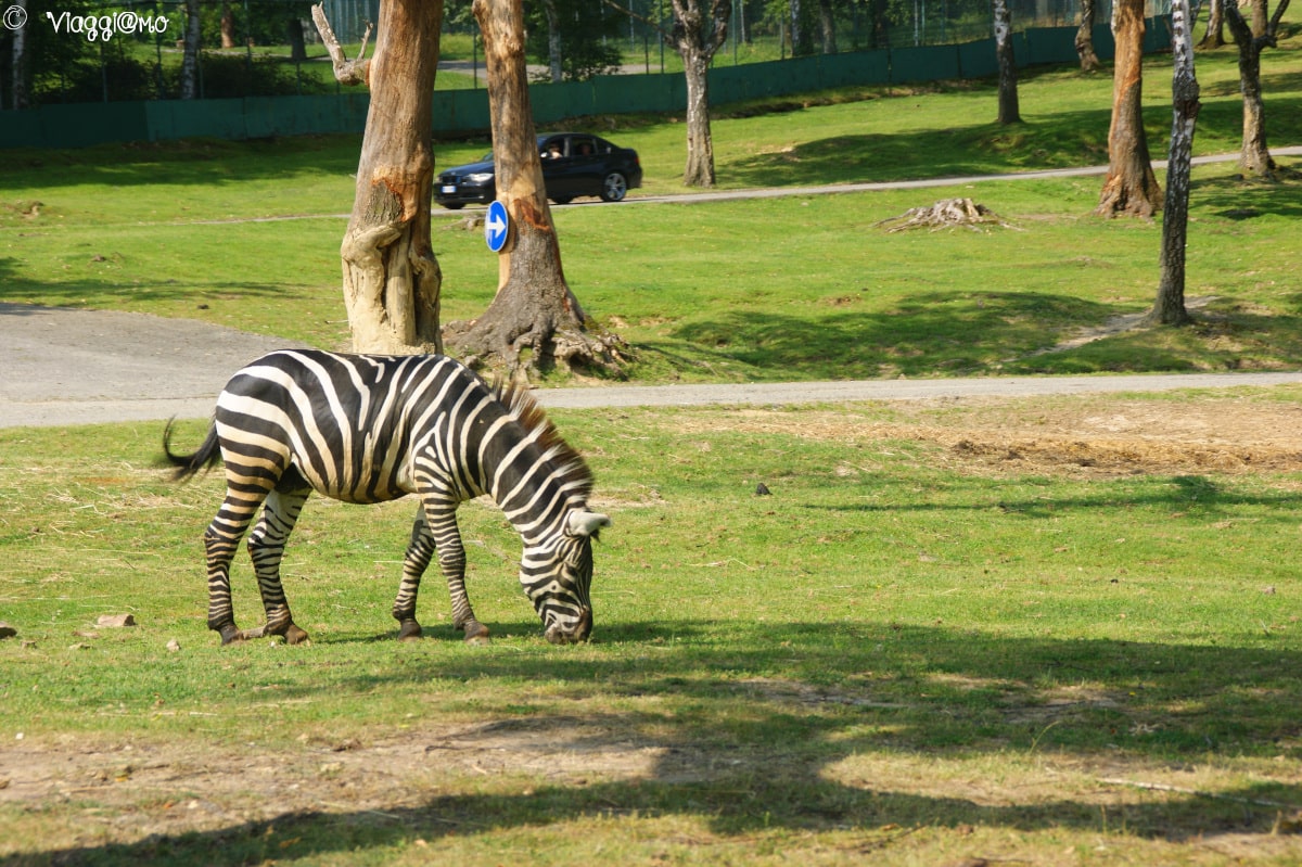 zoo safari piombo