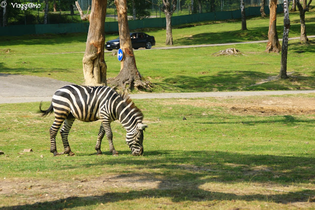 Zebre nell'area safari di Pombia