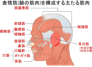 小頬骨筋の構造 作用と鍛え方 筋力トレーニング 公式 公益社団法人 日本パワーリフティング協会