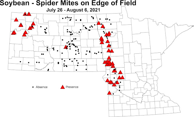 Map of presence/absence of spider mites on the edge of scouted fields