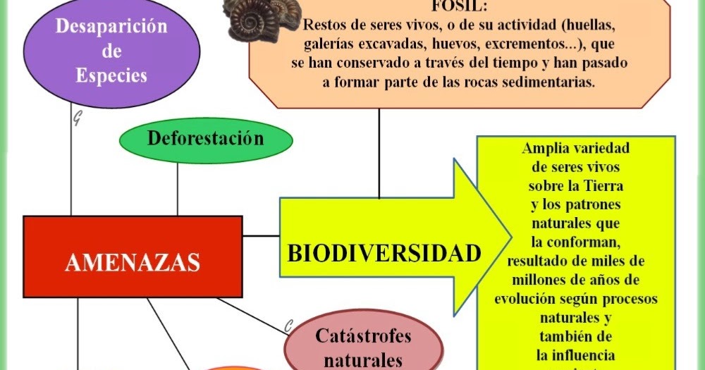 Esquema Conceptual Biodiversidad En Este Esquema Concept Flickr ...