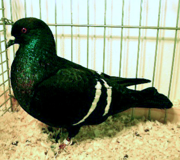 starling pigeon, starling pigeons, starling pigeon appearance, about starling pigeon, starling pigeon breed, starling pigeon breed info, starling pigeon breed facts, starling pigeon care, caring starling pigeon, starling pigeon color, starling pigeon characteristics, starling pigeon eggs, starling pigeon facts, starling pigeon for flying, starling pigeon for exhibition, starling pigeon history, starling pigeon info, starling pigeon images, starling pigeon origin, starling pigeon photos, starling pigeon pictures, starling pigeon rarity, raising starling pigeon, starling pigeon rearing, starling pigeon size, starling pigeon temperament, starling pigeon tame, starling pigeon uses, starling pigeon varieties, starling pigeon weight