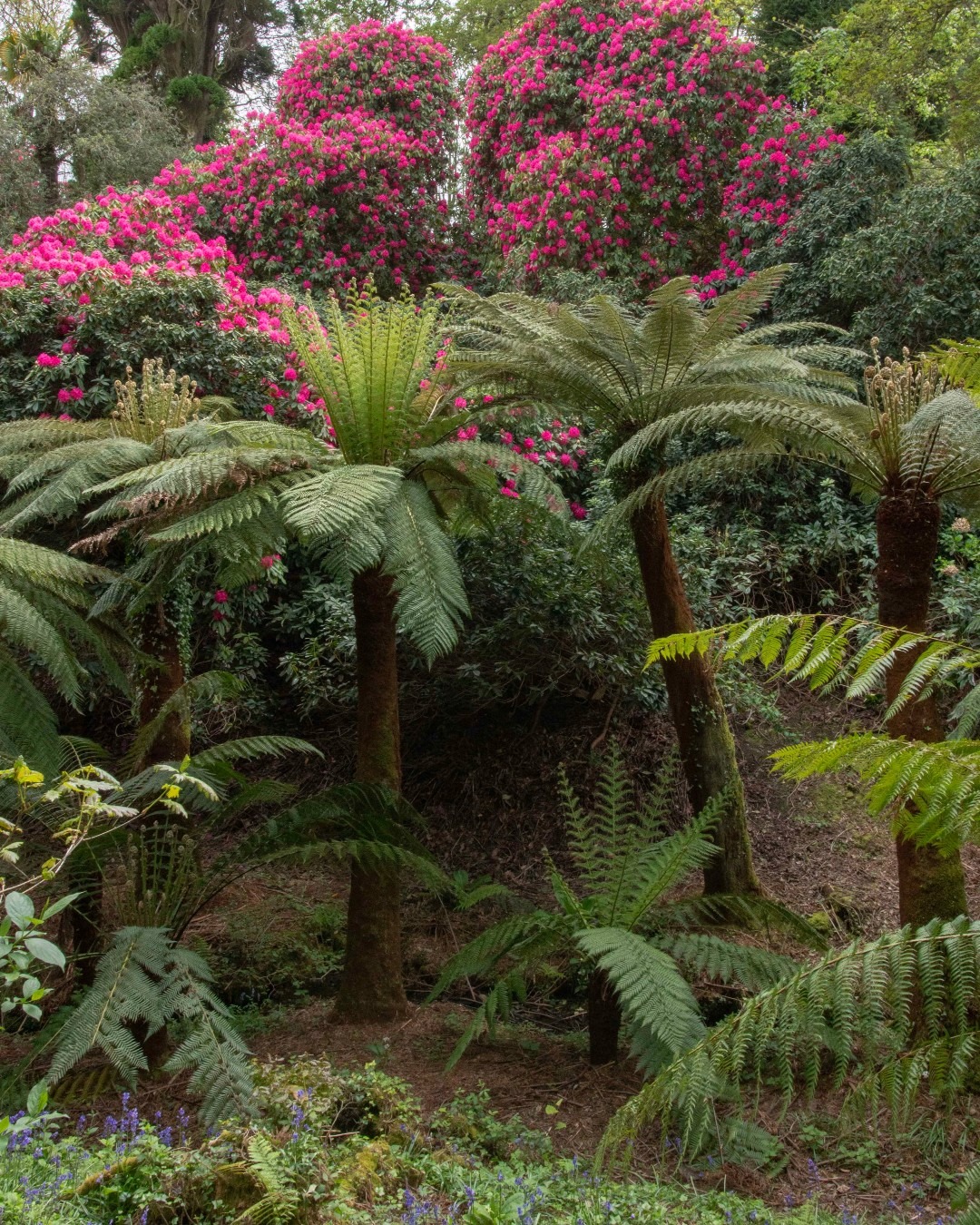 jardines perdidos de Heligan