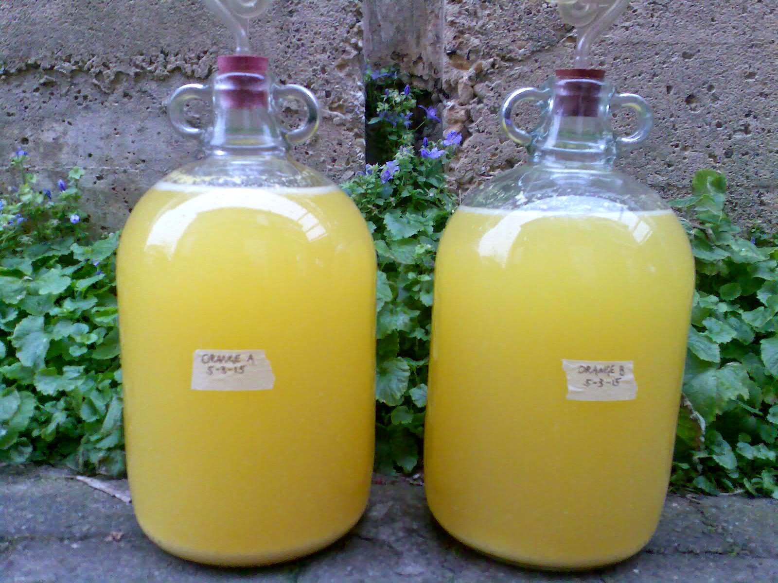 Ben's Adventures in Wine Making Orange Wine 2015 The Making Of