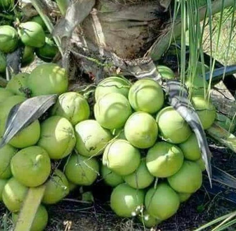 tanaman entok bibit kelapa genjah buah entog Poleang Timur