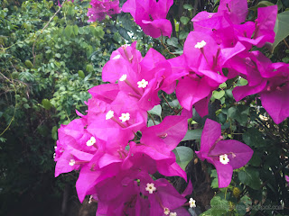 Romantic Color Of Blooming Bougenville Flowers Among Other Plants