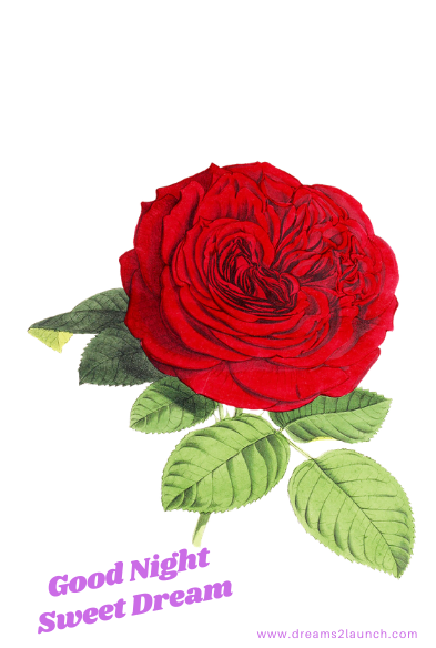 rose good night rose good night