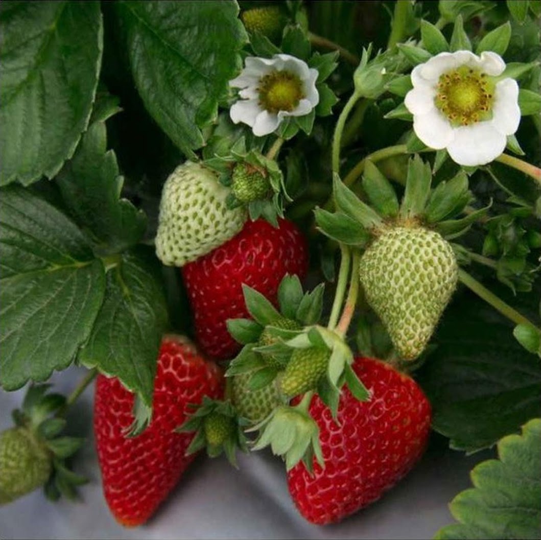 Bibit Tanaman Strawberry Jumbo Strawberry California Kondisi Berbuah Madiun