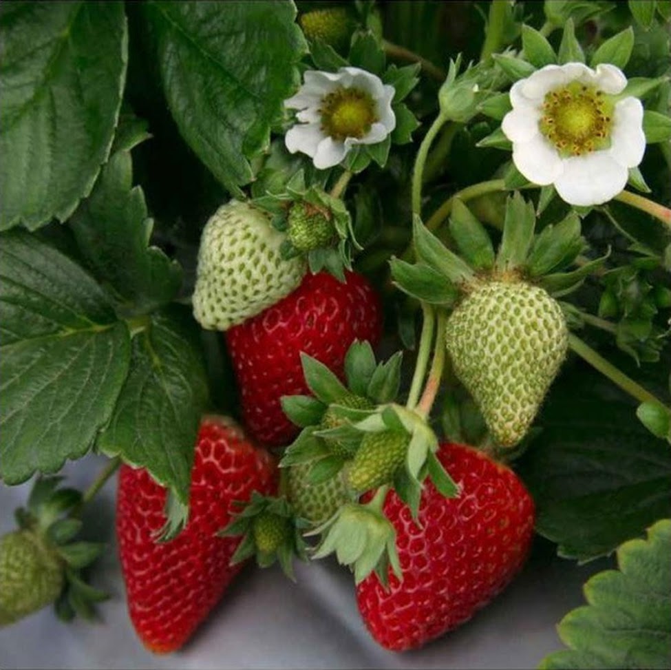 Bibit Tanaman Strawberry Jumbo Strawberry California Kondisi Berbuah Pagaralam