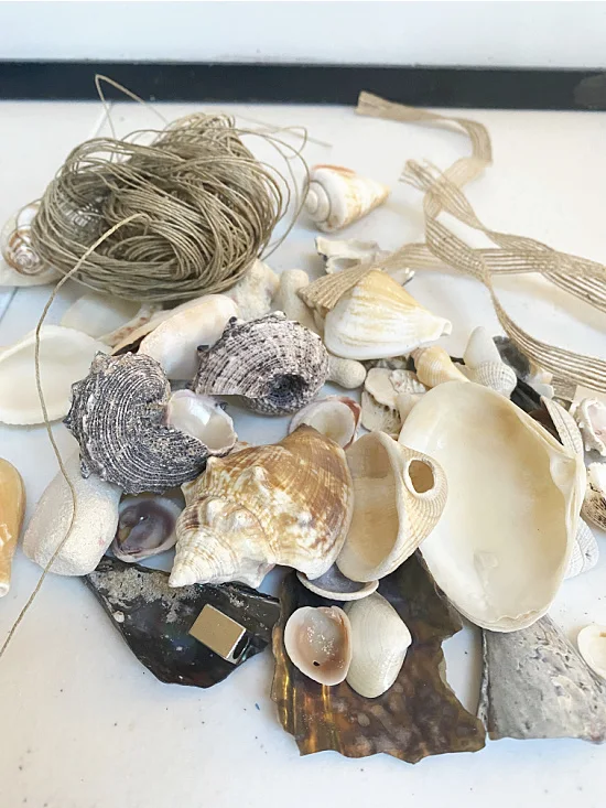 shells and coral
