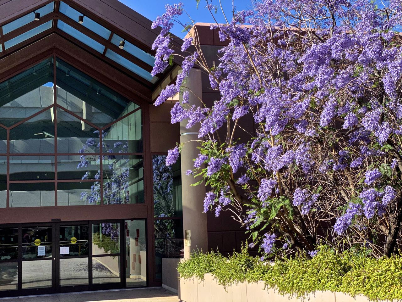 Phoenix Daily Photo Jacaranda's are Blooming