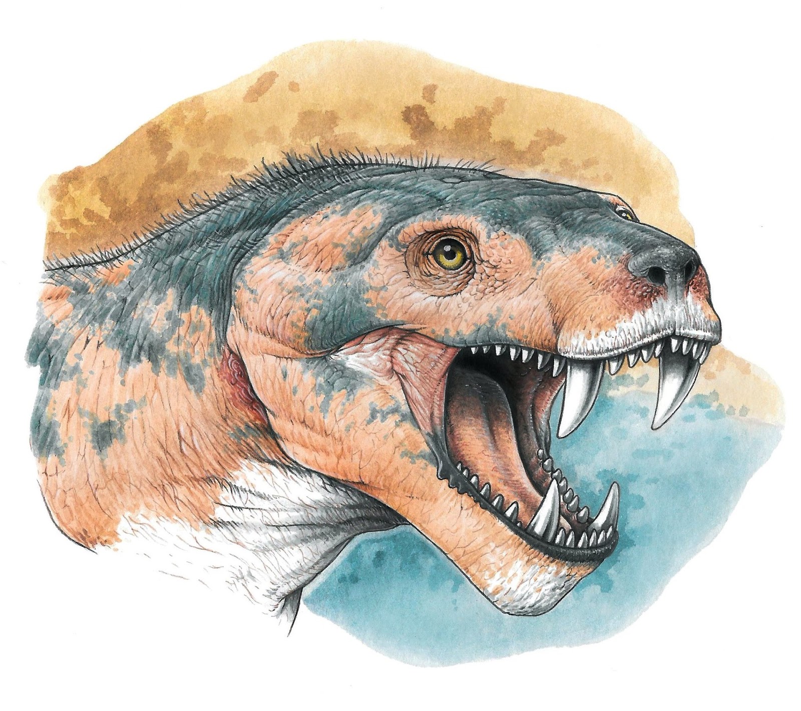 Cynodont