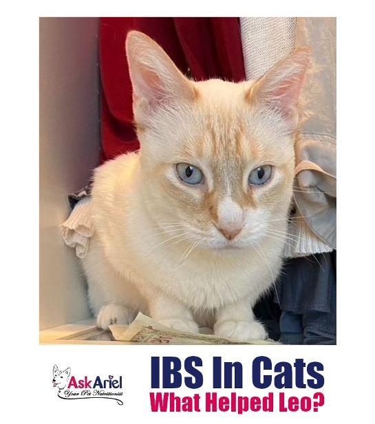 Cat IBS Natural Remedies Worked! Holistic Vet and Pet Nutrition Journal