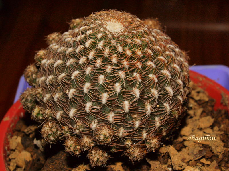 Pure Oxygen Generators Cactus Legacy