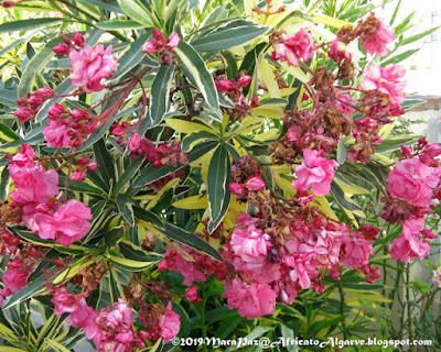 variegated oleander