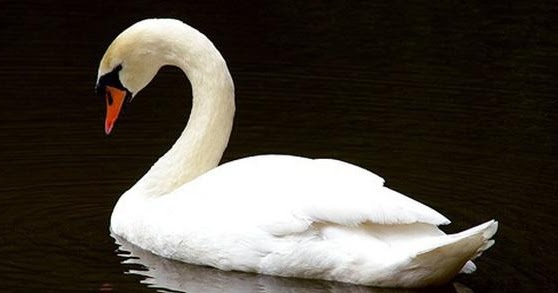 Selain setia Ini 12 fakta menarik tentang angsa. Misteri, Fakta dan