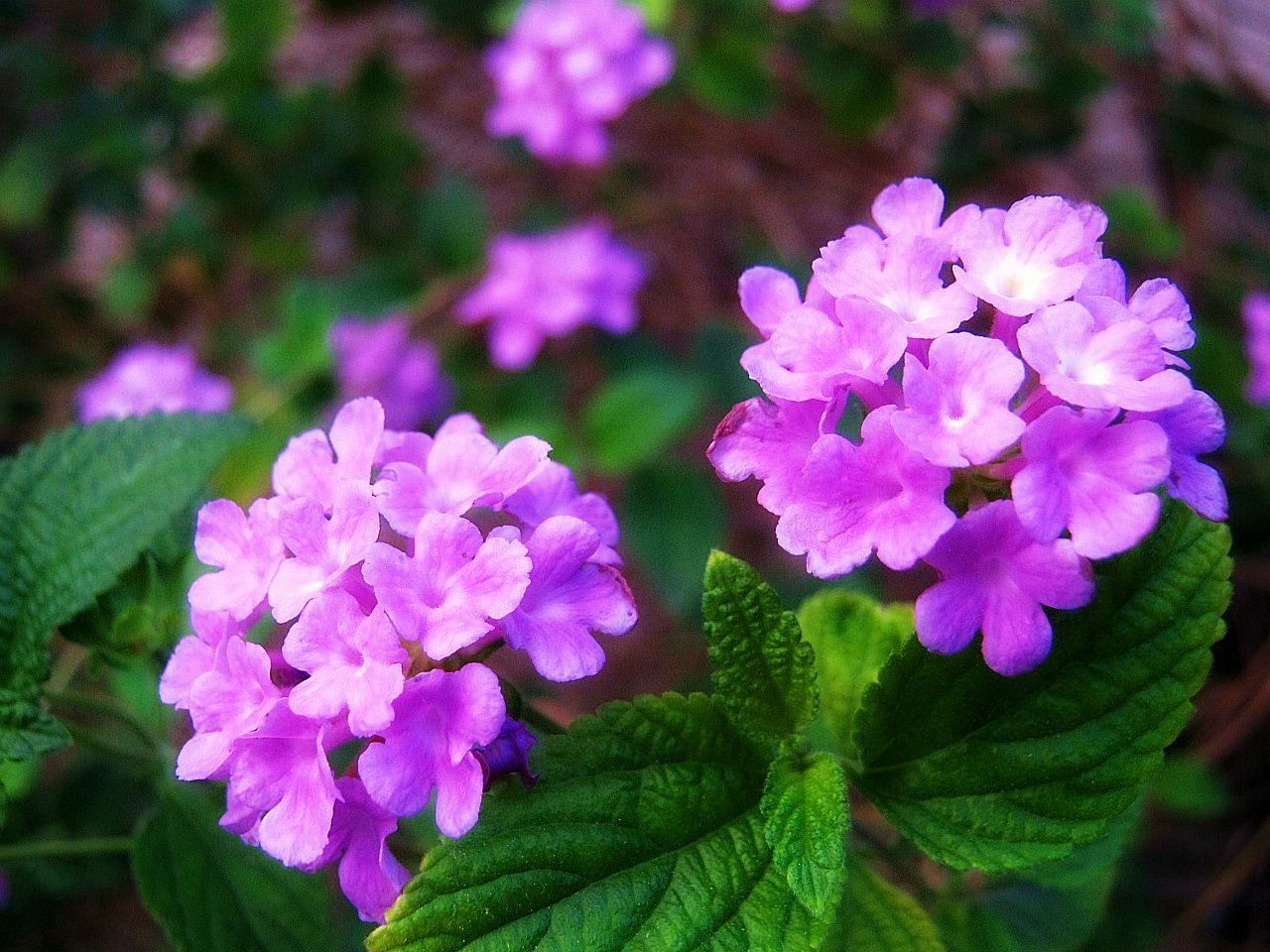 CUT and DRY Chasing Flowers + Have a Flowery Weekend!