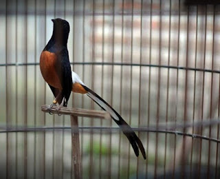 Kasmu Web Burung Murai Harga