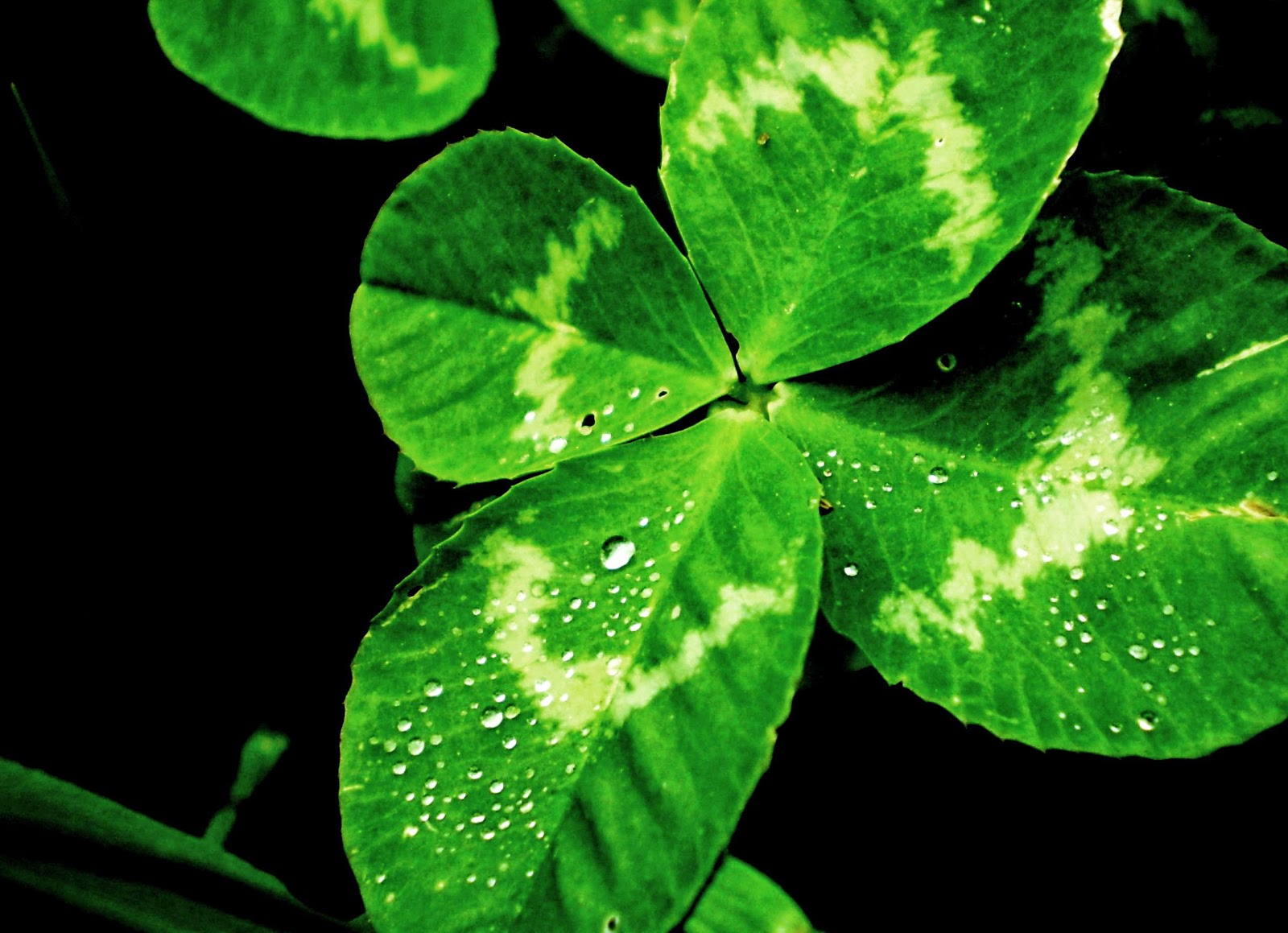 Legenda Four Leaf Clover Atau Daun Semanggi Empat Arula Sides