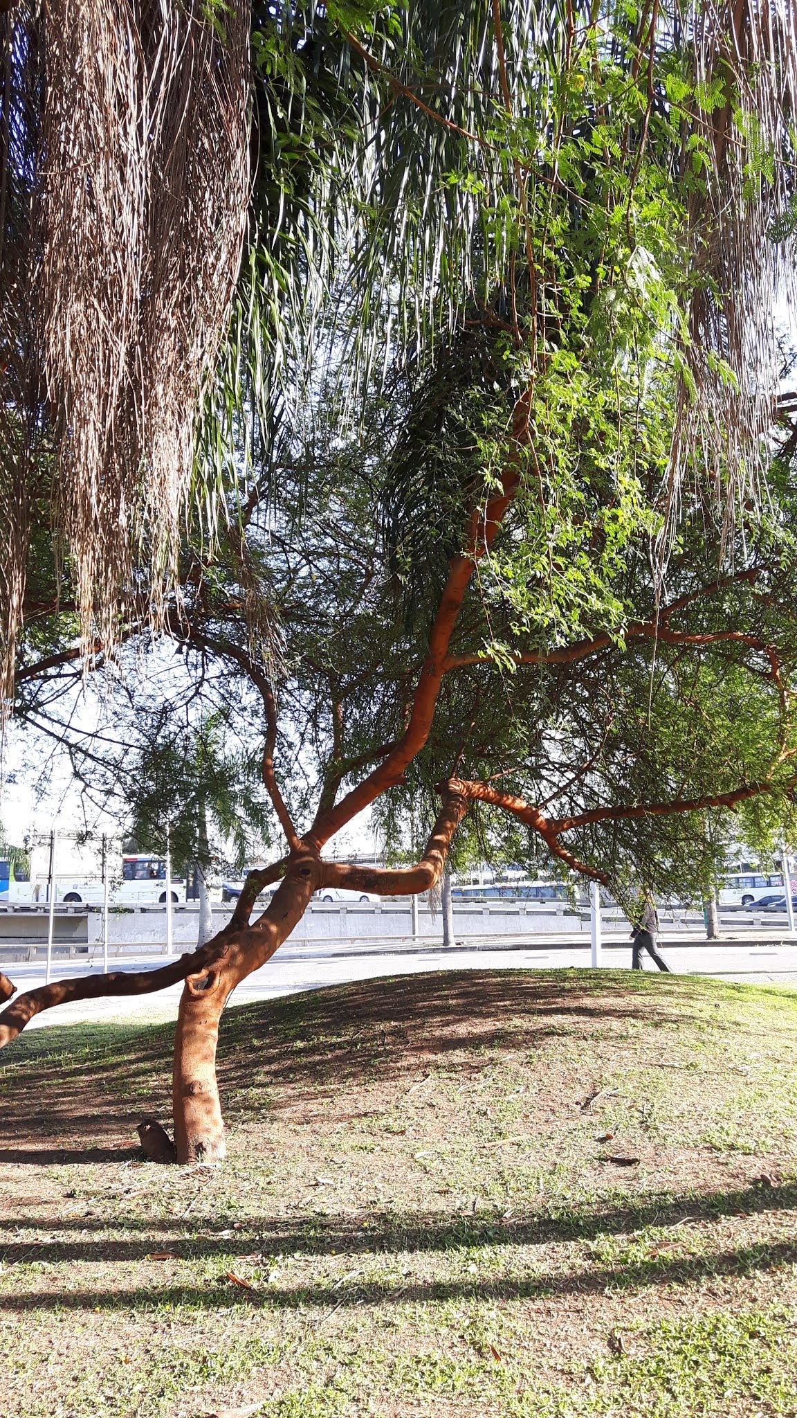 Fabaceae Leguminosae no Brasil Fabaceae Vachellia seyal (Delile) P