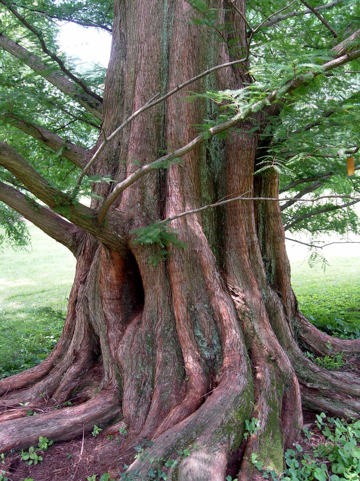 Blue Starr Gallery Blue Trees in Moonlight