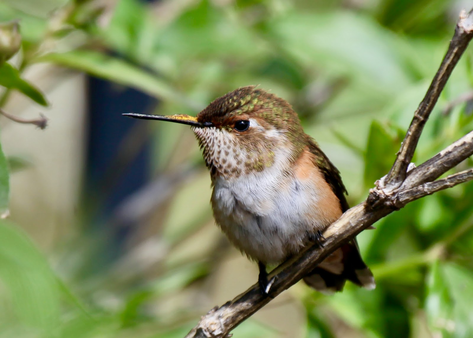 The Azure Gate: Hummingbirds of Arizona: Rufous Hummingbird