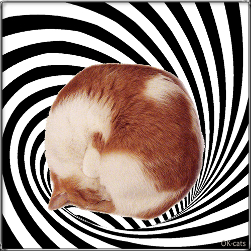 Art cat GIF • Furr ball sleeping in an infinite spirale.“Cats like to sleep in a purrfect circle!” Art cat GIF • Furr ball sleeping in an infinite spirale.“Cats like to sleep in a purrfect circle!”