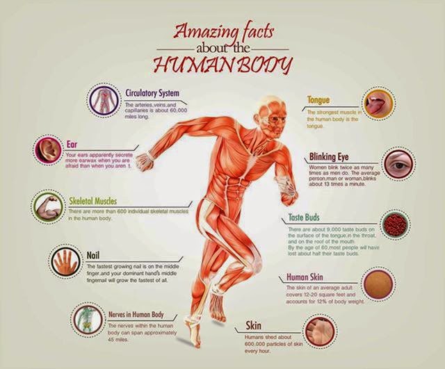 Doctor BesiMedical Information Fakte per Trupin