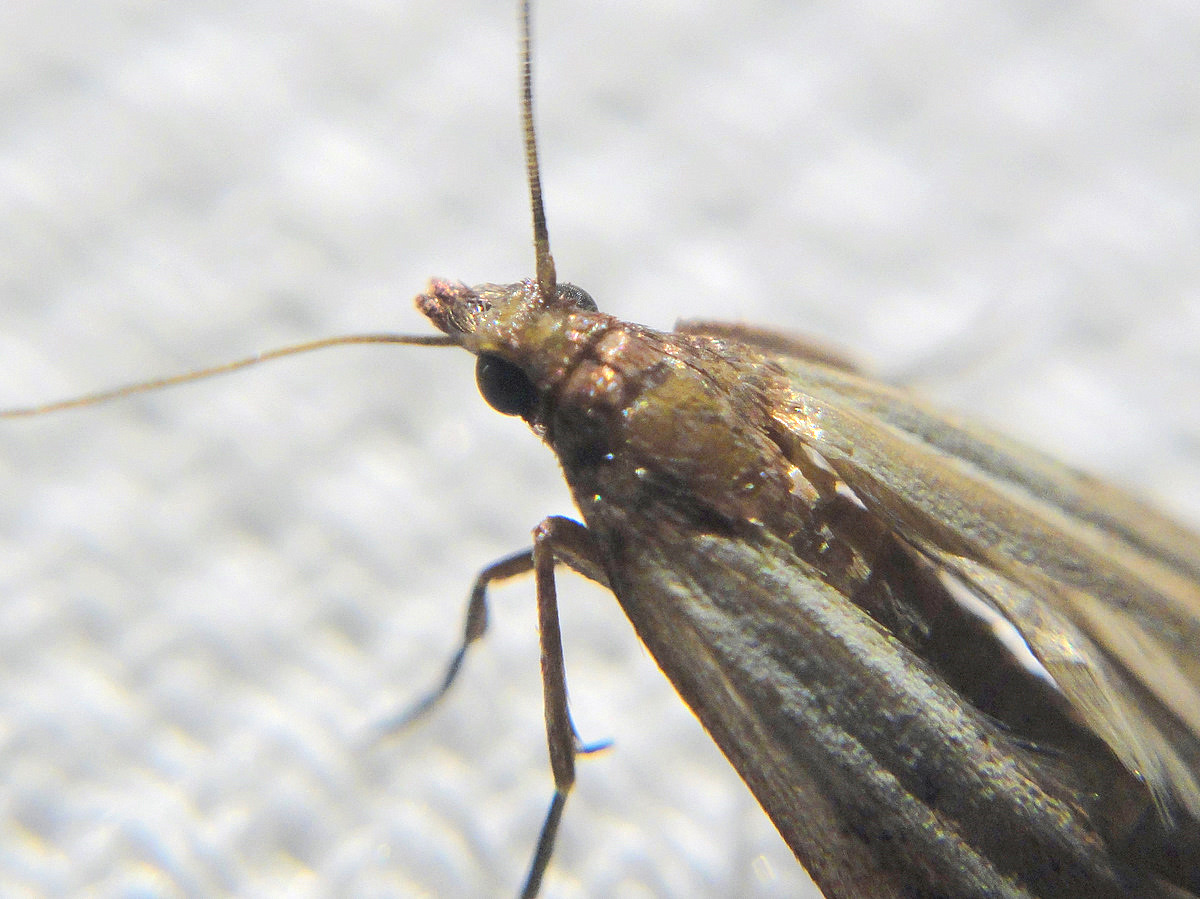 Wanderin' Weeta (With Waterfowl and Weeds) A comfortable moth