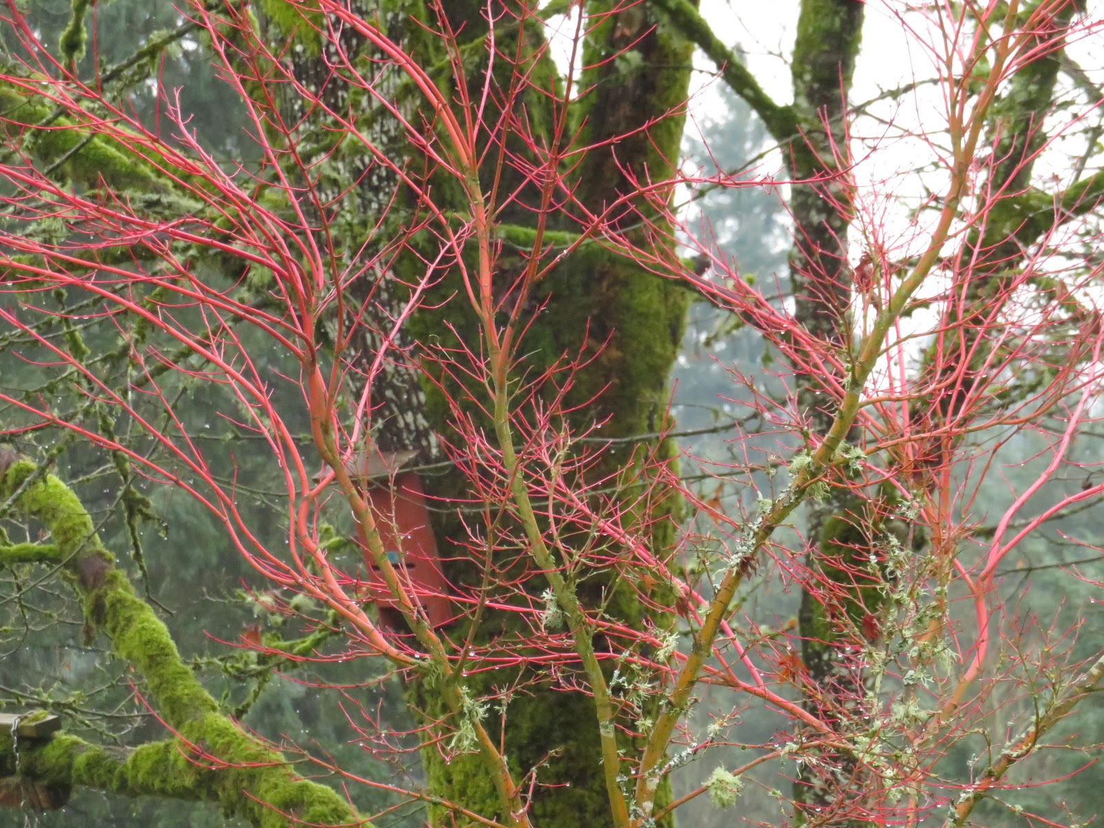 The Green Fingered Blog What S Eating My Viburnum And What Can I Do