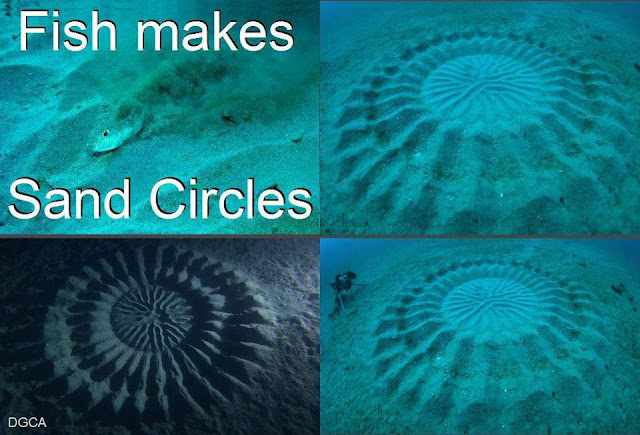 9 Strangest Ocean Phenomena You Wouldn't Believe Actually Exists!