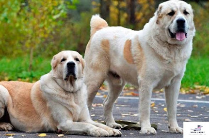 Alabai dog price in India 2022 | Food & diet, Maintenance & Grooming, Training, Size and weight, health problems, Exercise 10 Common health problems in Alabai