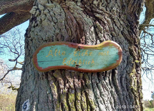 Hümmericher Eiche Schild am Baum mit Eifelblick Hümmericher Eiche Schild am Baum mit Eifelblick