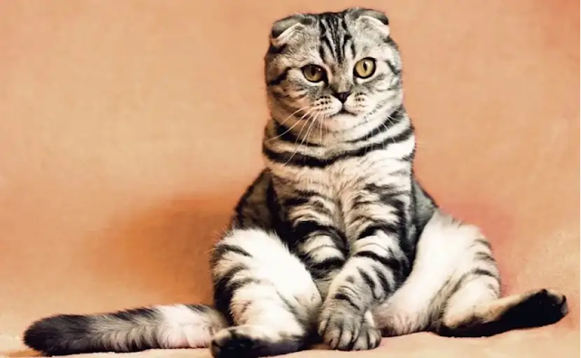 Kucing Artis Dengan Harga Yang Fantastis Kaskus