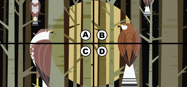 Spot the Owl Quiz Answers - Quiz Diva 100% Score