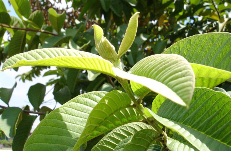 qataridz.blogspot.com Jambu Batu Penawar Ciritbirit (Diarrhea)