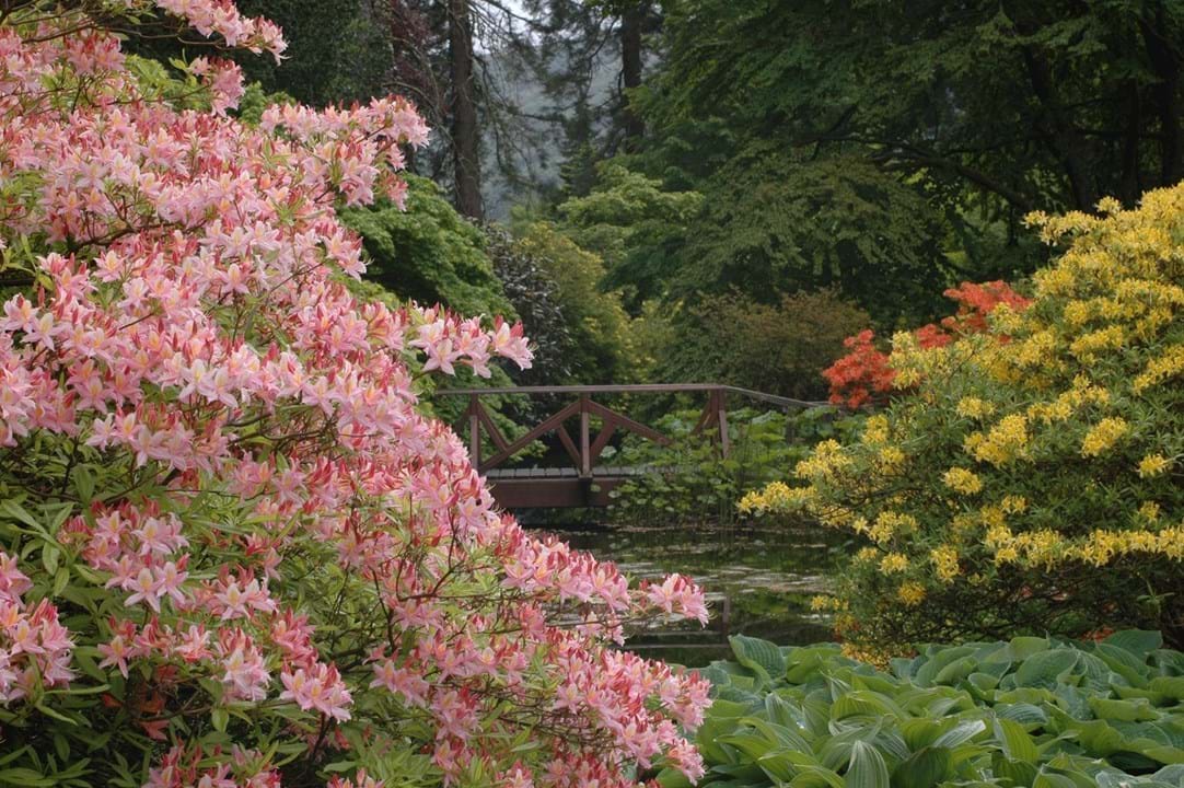 Primavera virtual en el Real Jardín Botánico de Edimburgo Primavera virtual en el Real Jardín Botánico de Edimburgo