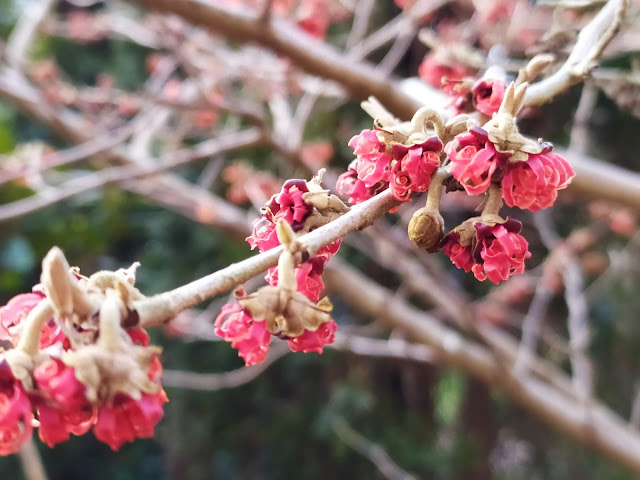 hamamelis intermedia Diane