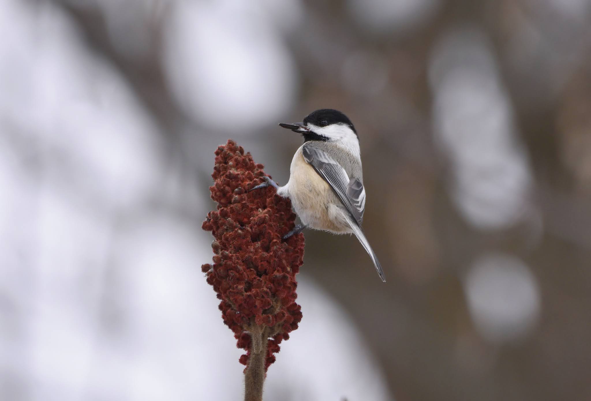 Staghorn Sumac the Super Shrub Nature Notes Blog